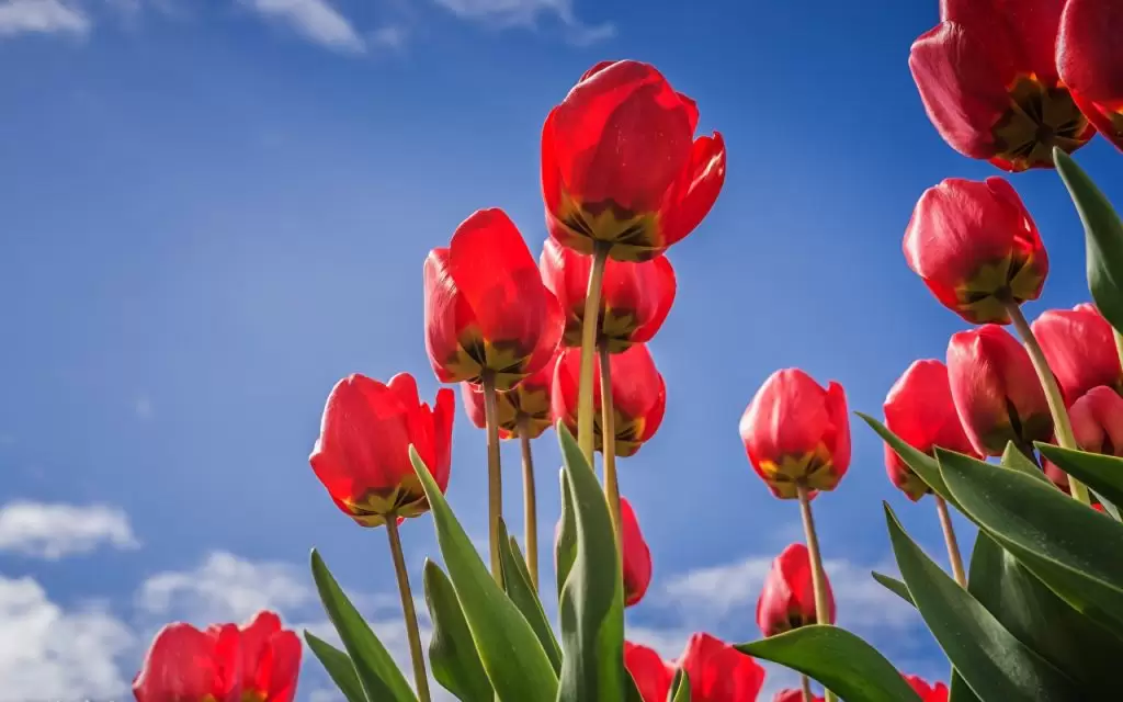 Come piantare i bulbi di tulipano
